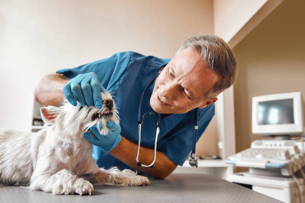 Best 24-Hour Emergency Dental Care in Huntington Woods, MI